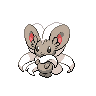 Cinccino